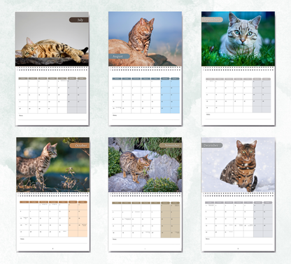 Bengal Cat Calendar 2026