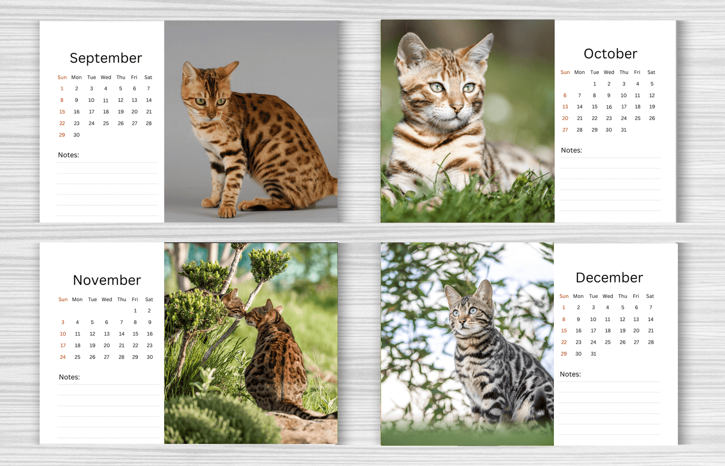 Bengal Cat Desk Calendar 2025