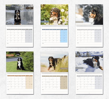 Bernese Mountain Dog Calendar 2025