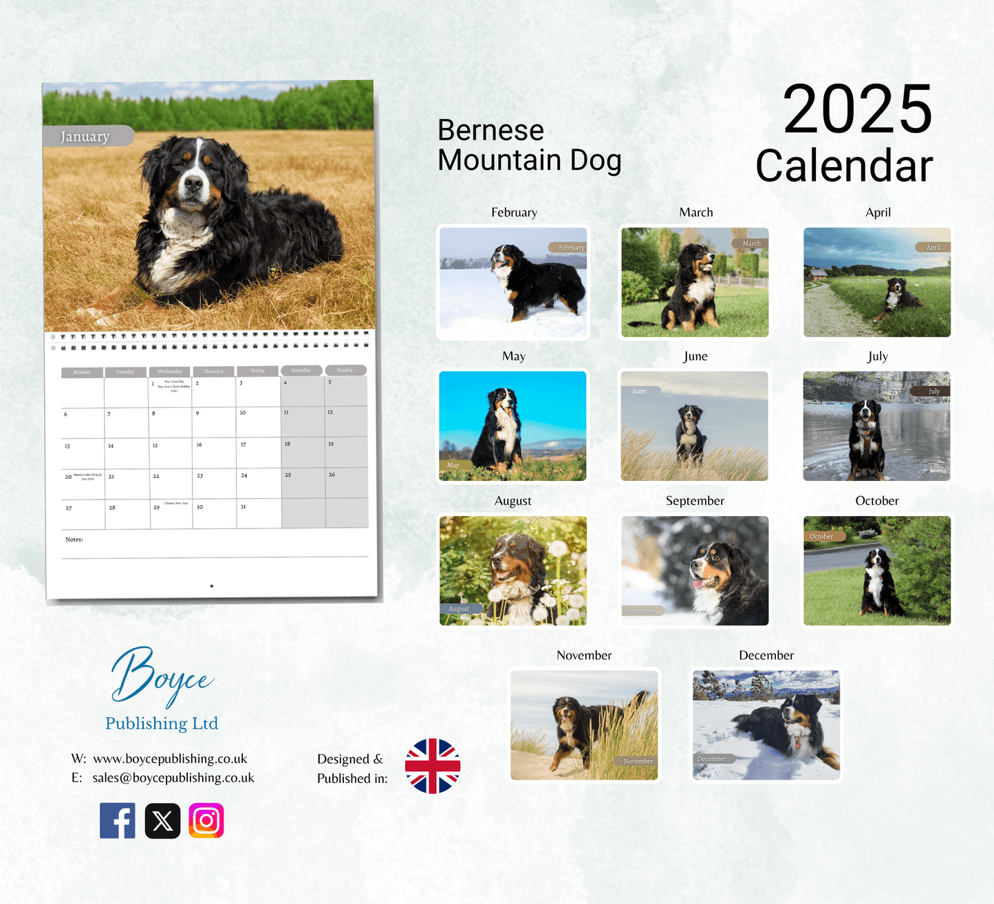 Bernese Mountain Dog Calendar 2025