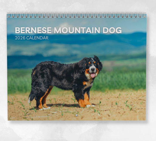 Bernese Mountain Dog Calendar 2026
