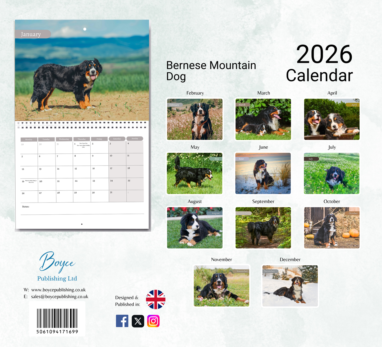 Bernese Mountain Dog Calendar 2026