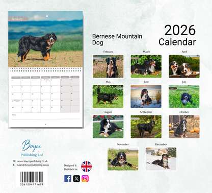 Bernese Mountain Dog Calendar 2026