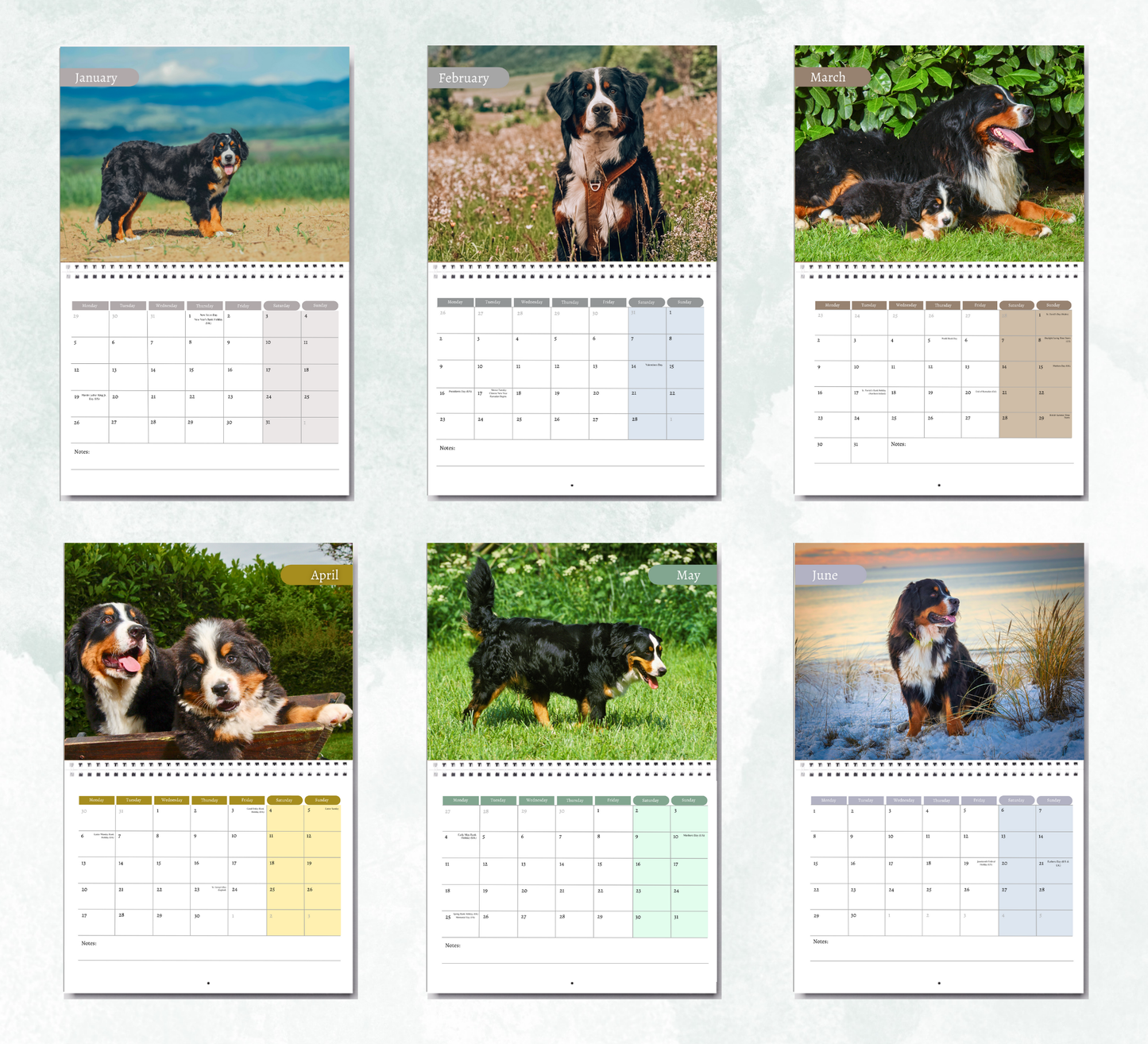 Bernese Mountain Dog Calendar 2026