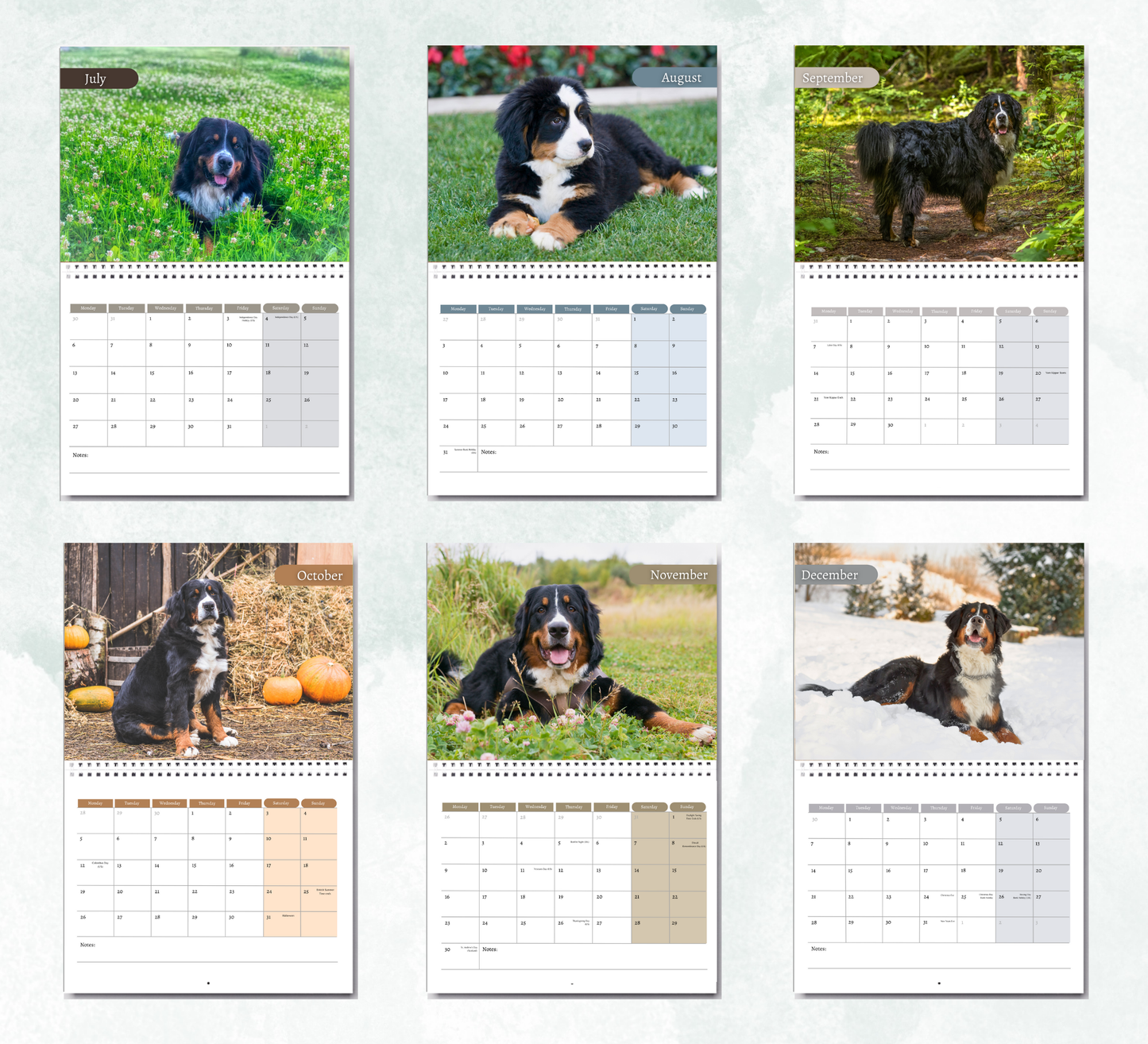 Bernese Mountain Dog Calendar 2026