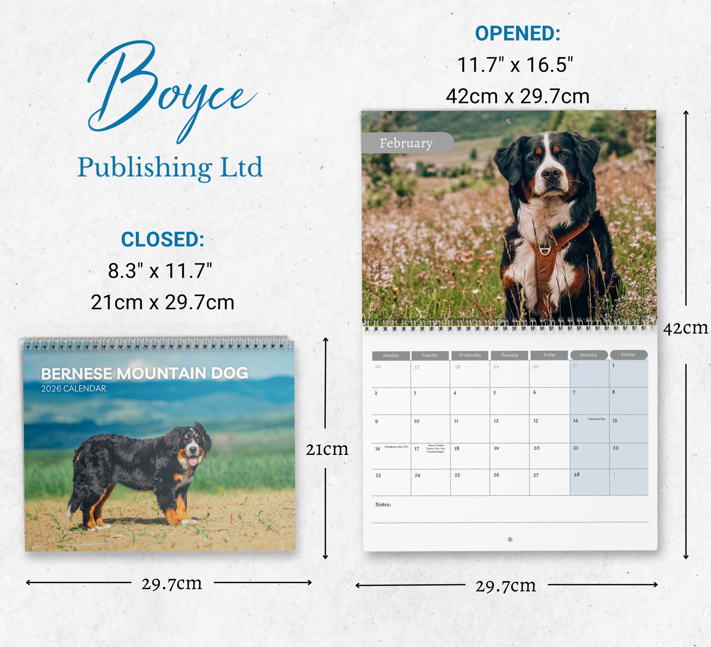 Bernese Mountain Dog Calendar 2026