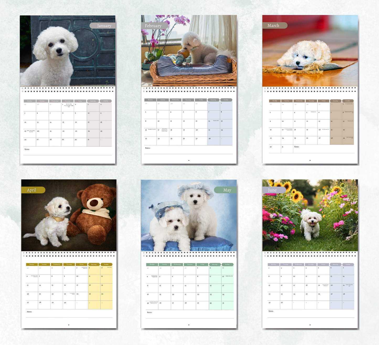 Bichon Frise Calendar 2026