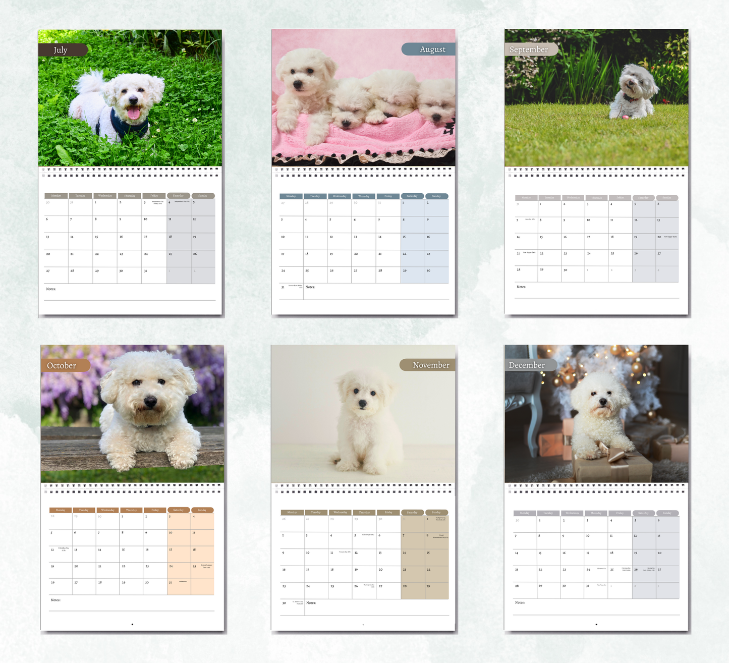Bichon Frise Calendar 2026