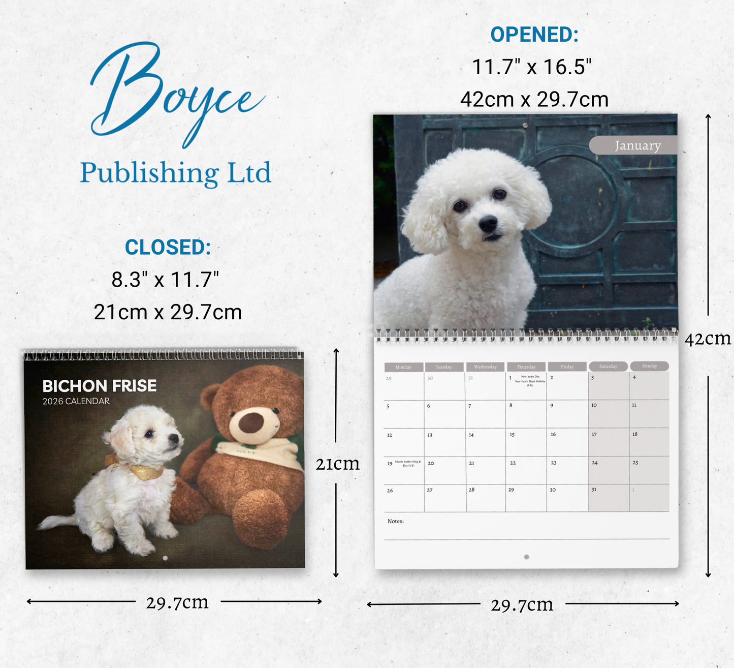 Bichon Frise Calendar 2026