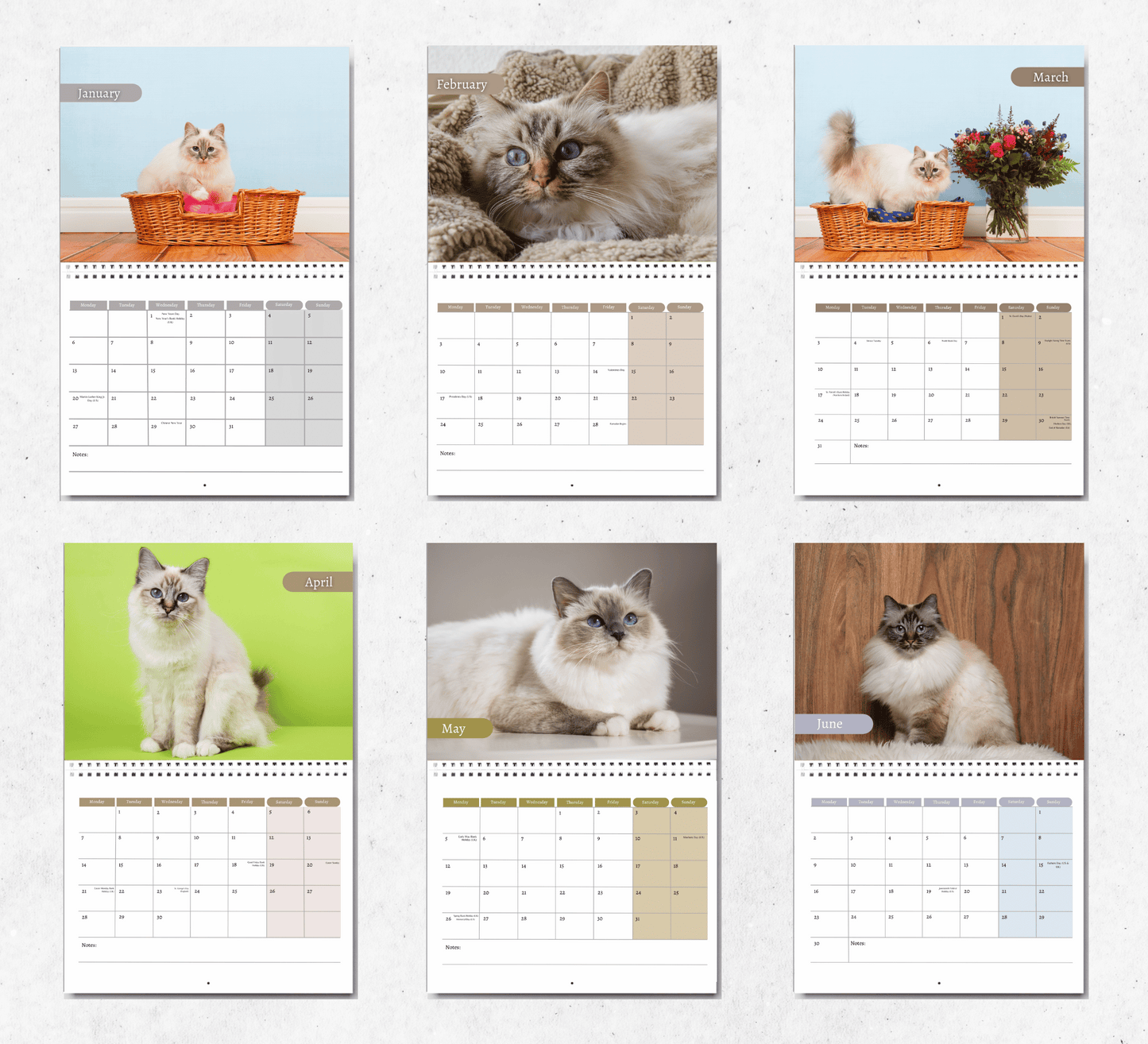 Birman Cat Calendar 2025