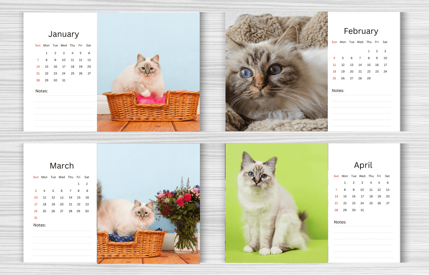 Birman Cat Desk Calendar 2025