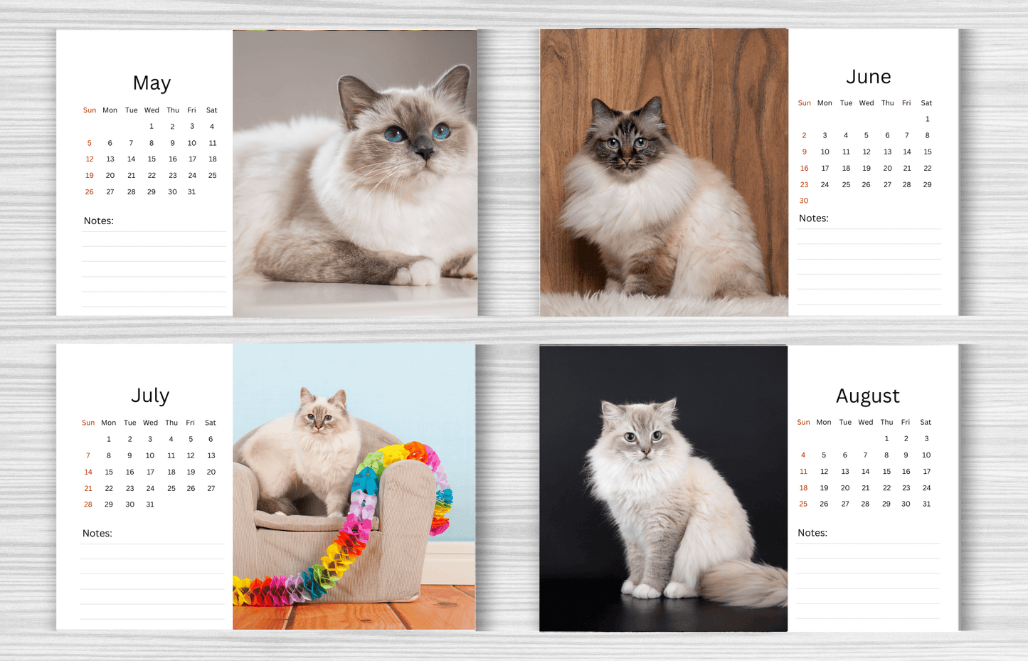 Birman Cat Desk Calendar 2025