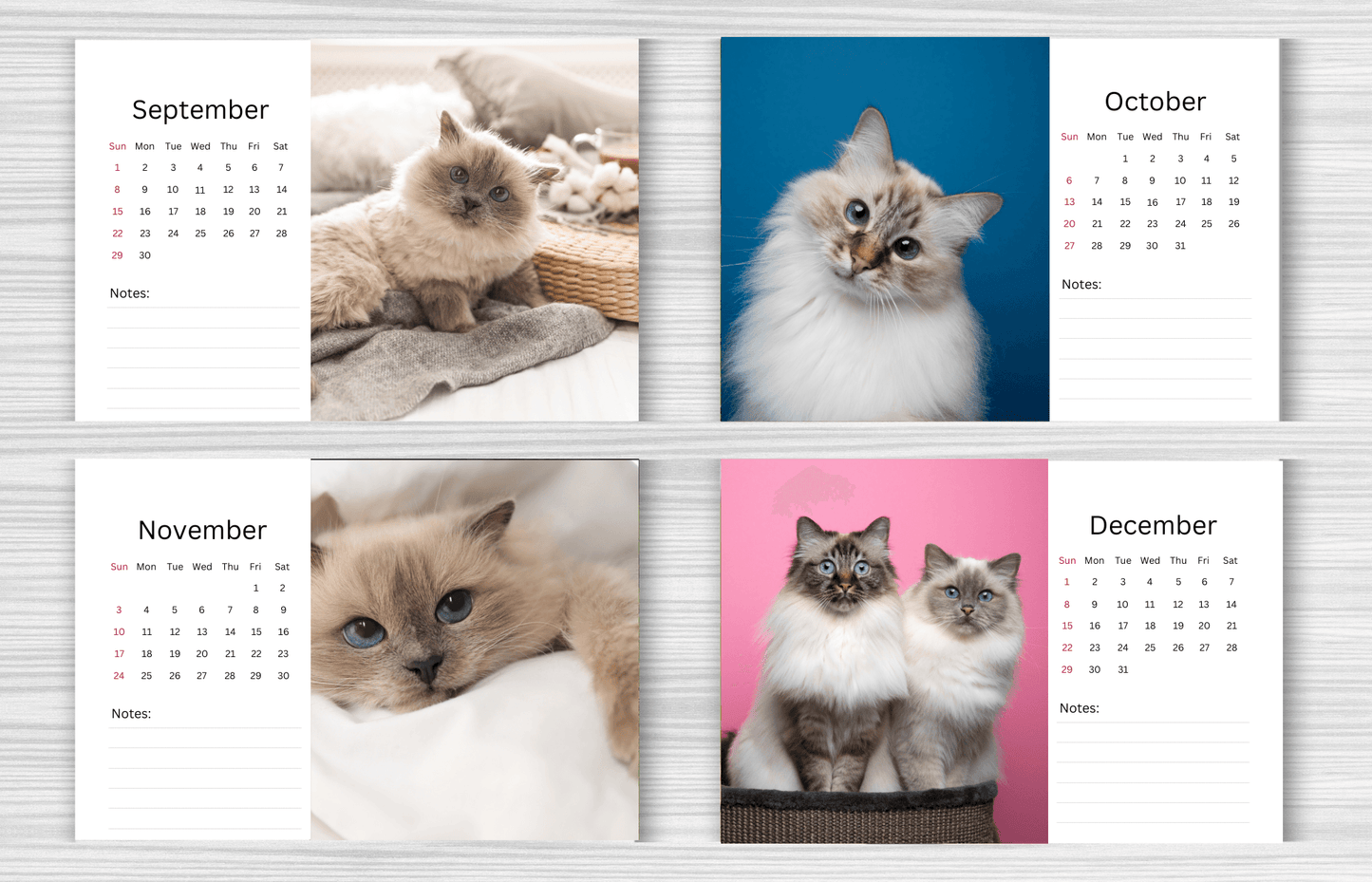 Birman Cat Desk Calendar 2025