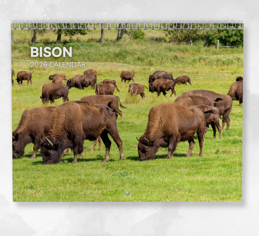 Bison Calendar 2026