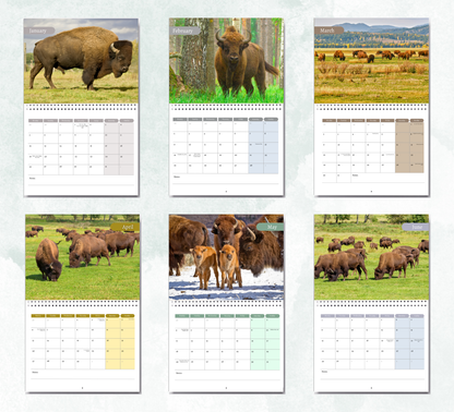 Bison Calendar 2026