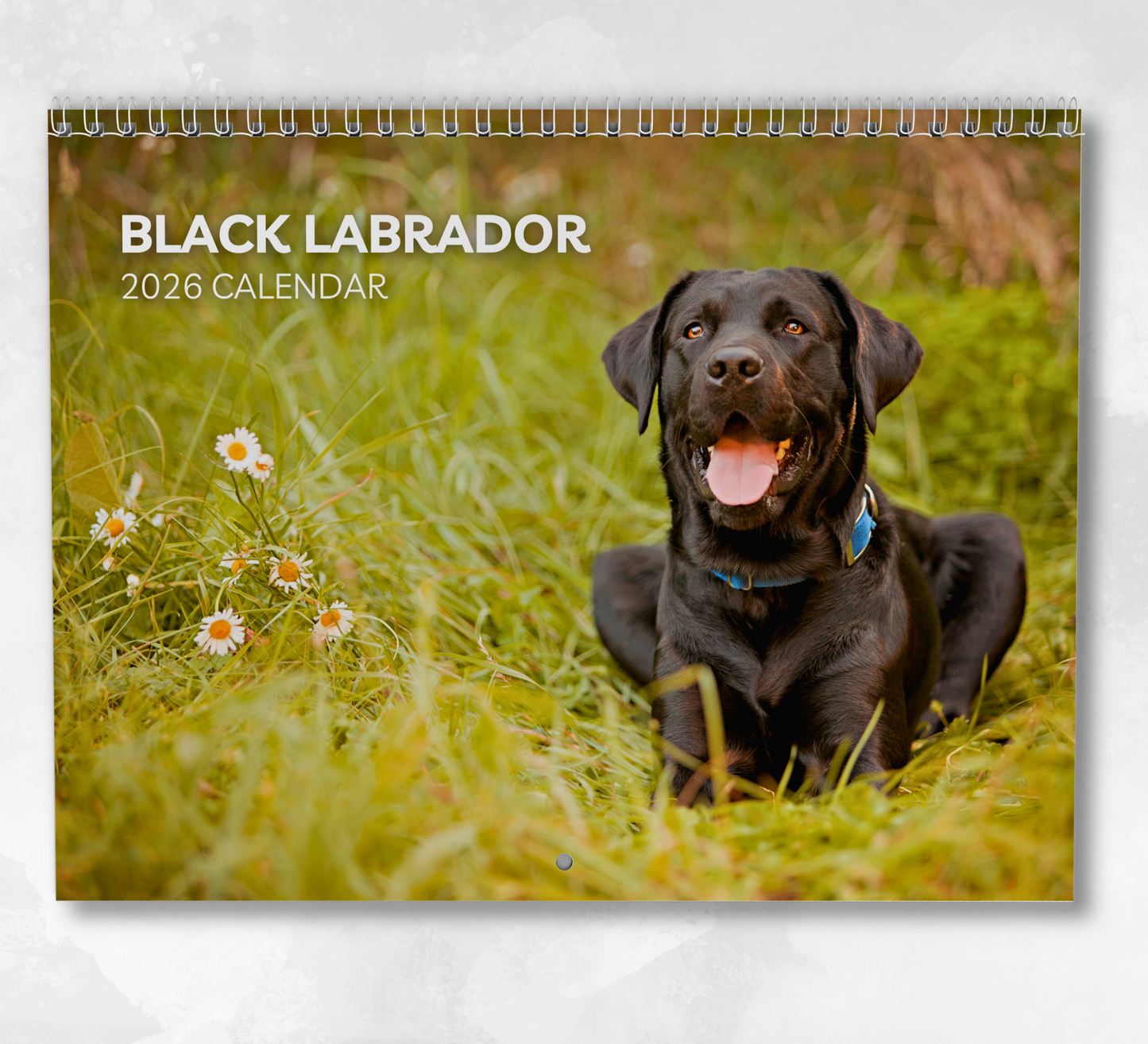 Black Labrador Calendar 2026