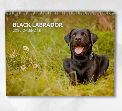 Black Labrador Calendar 2026