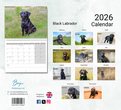 Black Labrador Calendar 2026