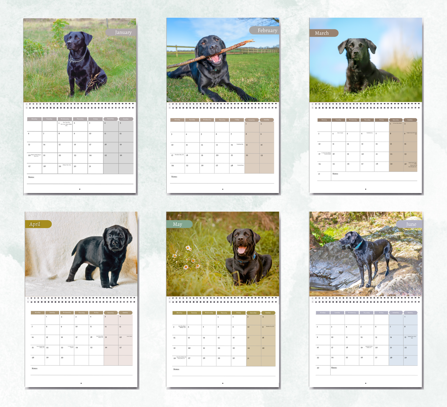 Black Labrador Calendar 2026