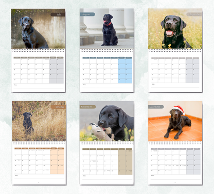 Black Labrador Calendar 2026