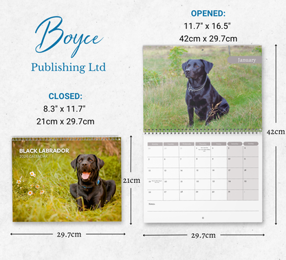 Black Labrador Calendar 2026