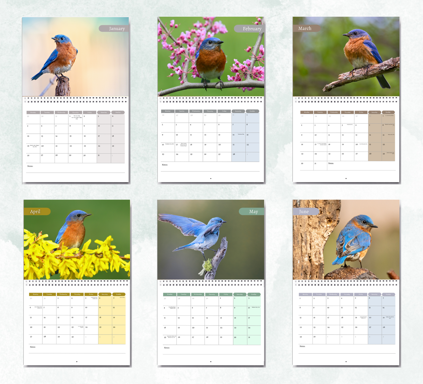 Bluebird Calendar 2026