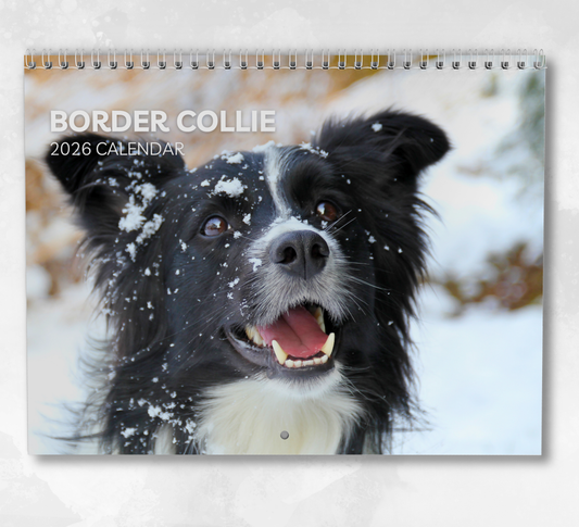 Border Collie Calendar 2026