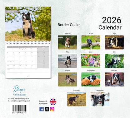 Border Collie Calendar 2026