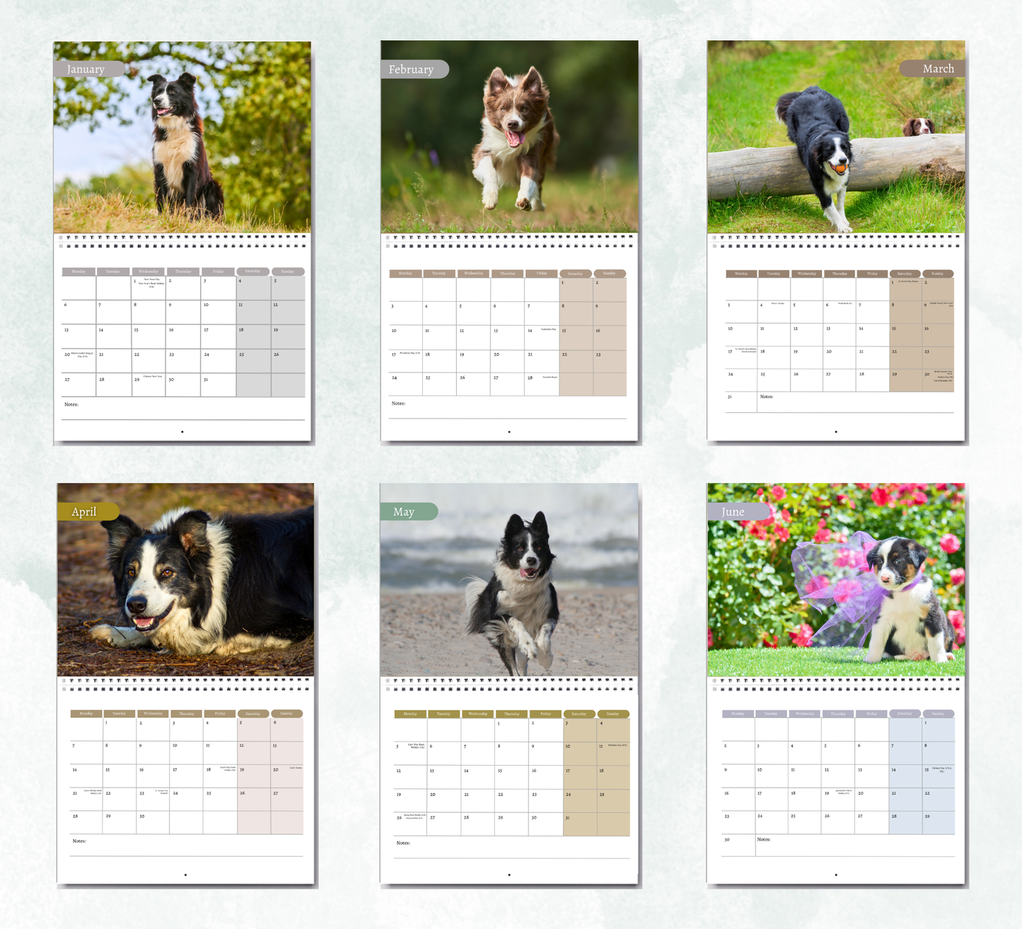 Border Collie Calendar 2026