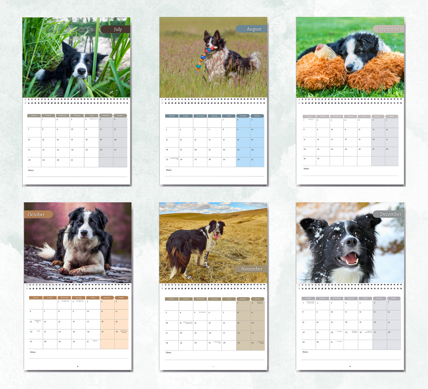 Border Collie Calendar 2026
