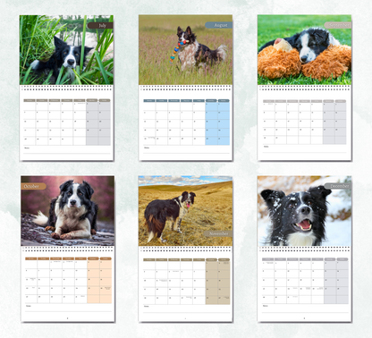 Border Collie Calendar 2026