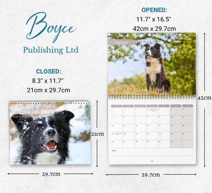 Border Collie Calendar 2026