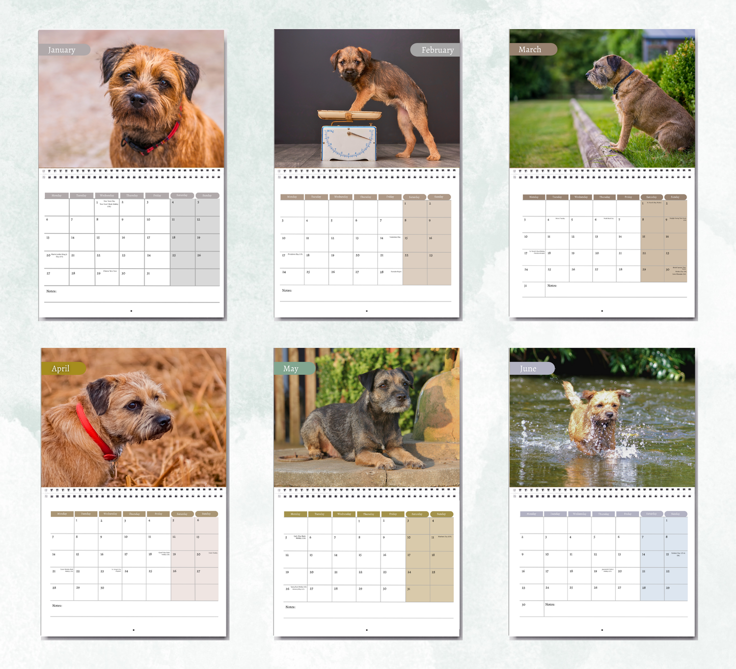Border Terrier Calendar 2026