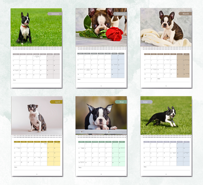 Boston Terrier Calendar 2026