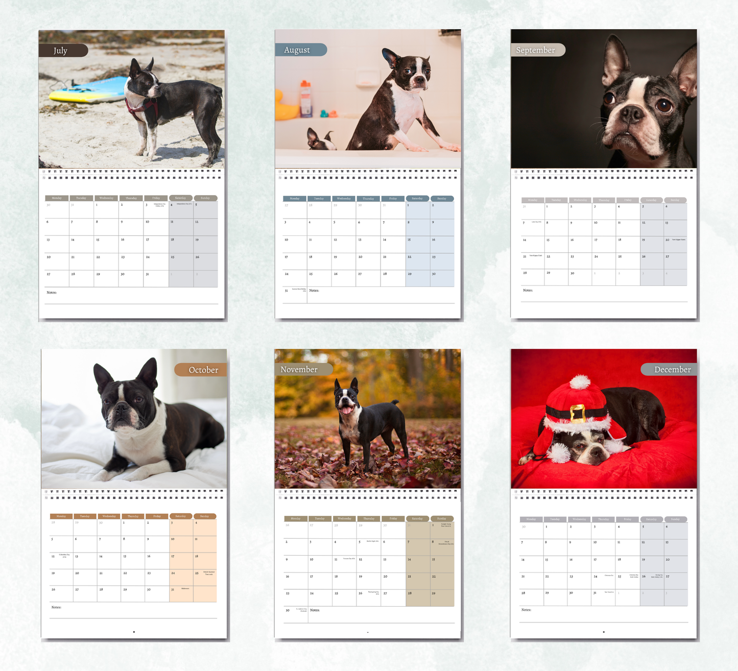 Boston Terrier Calendar 2026