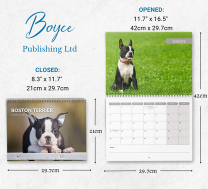 Boston Terrier Calendar 2026