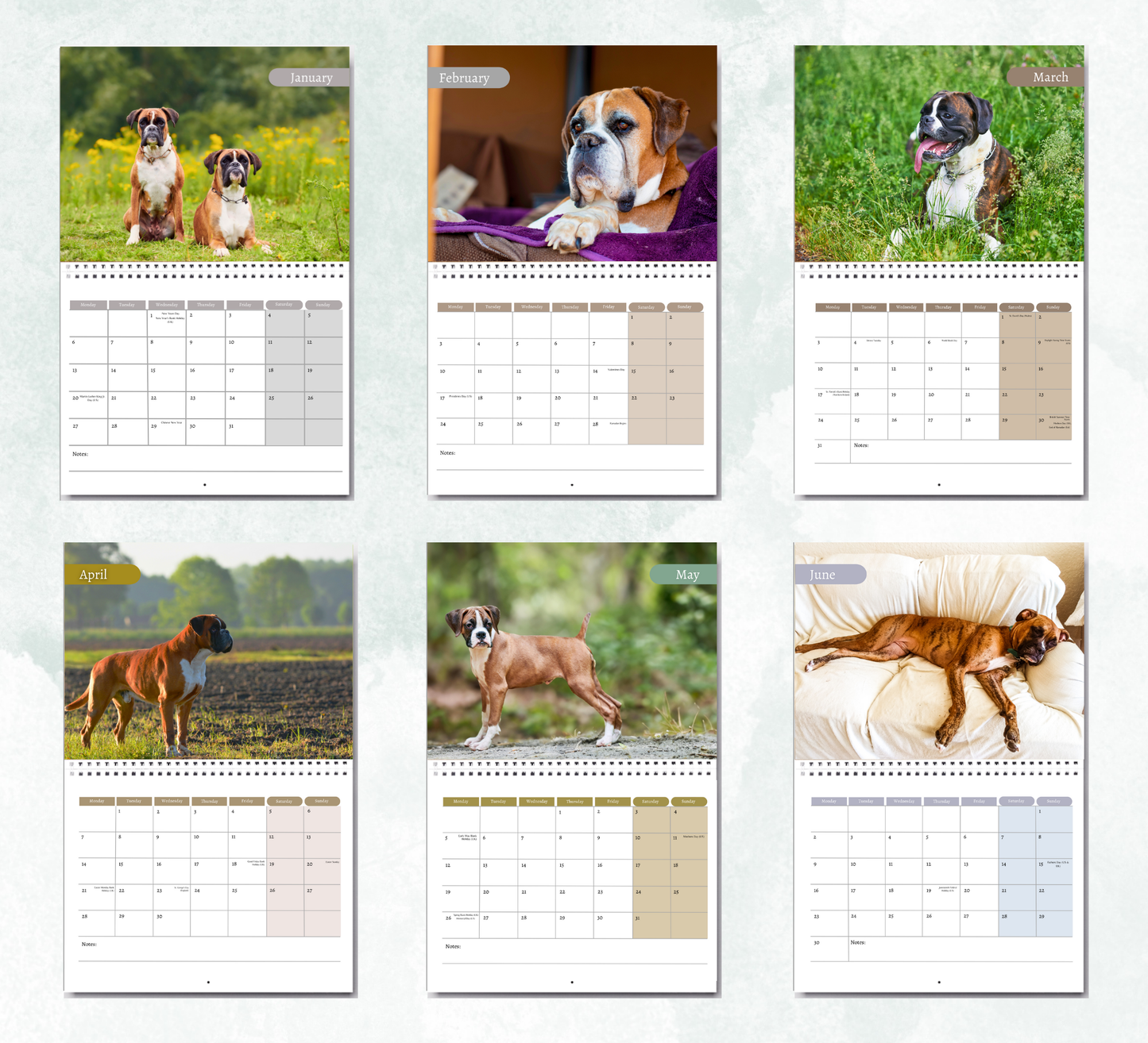 Boxer Dog Calendar 2026