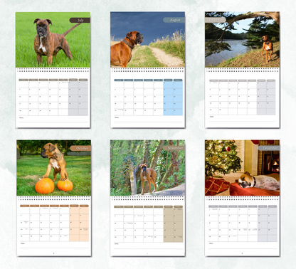 Boxer Dog Calendar 2026
