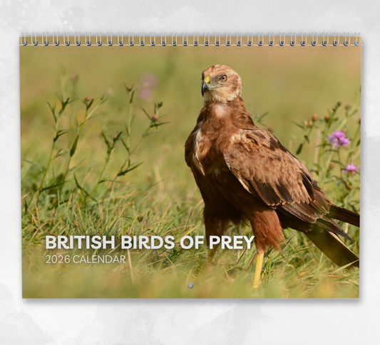 British Birds of Prey Calendar 2026