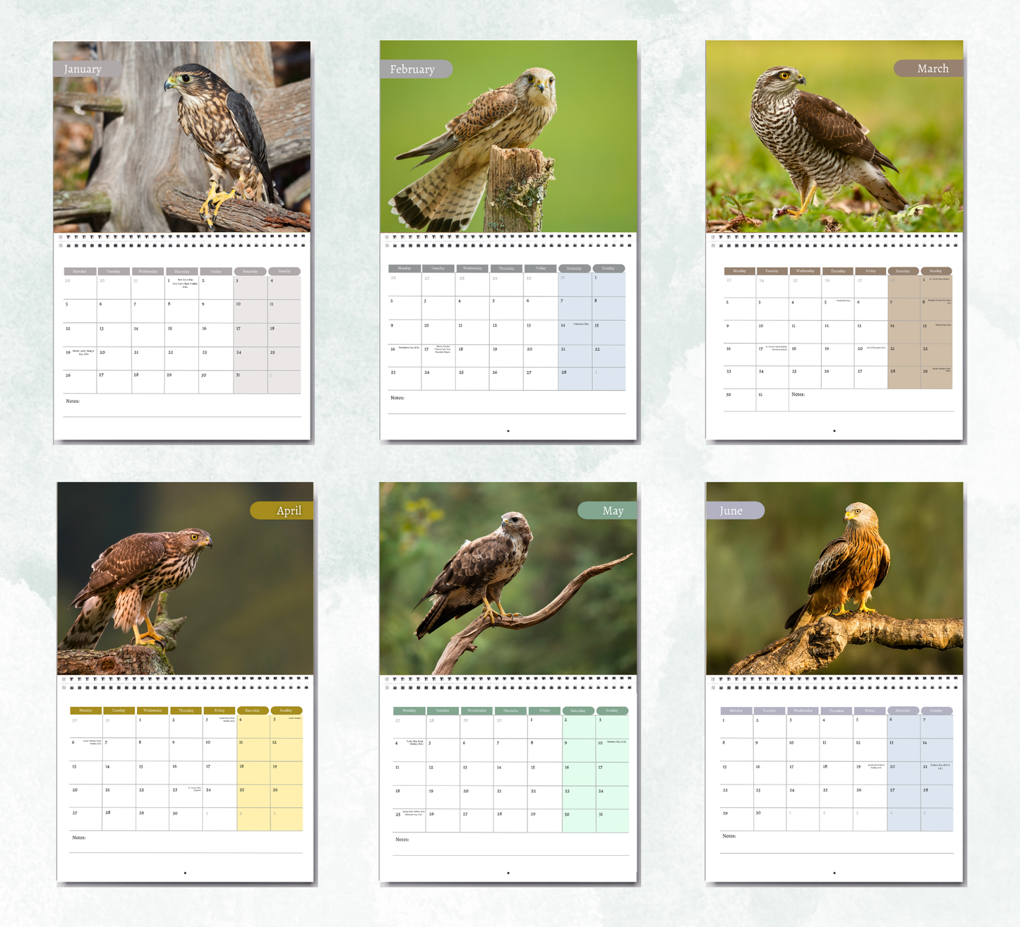 British Birds of Prey Calendar 2026