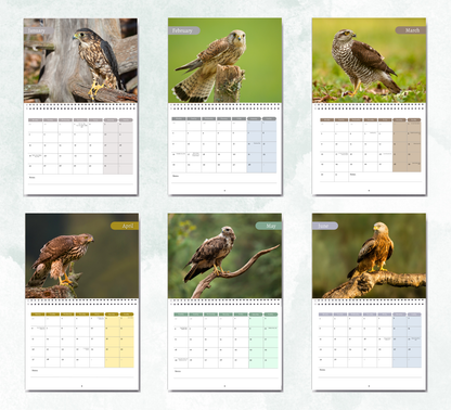 British Birds of Prey Calendar 2026