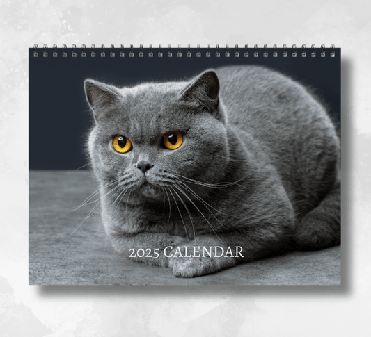 2025 british shorthair cat calendar featuring a close-up of a dark grey british shorthair cat laying down, showing its majestic orange eyes upon a grey fabric floor and dark grey backdrop.