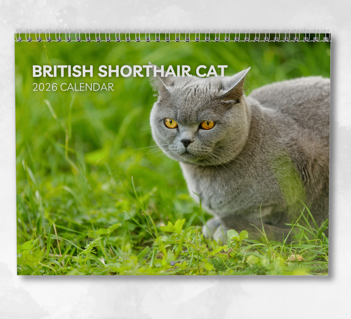 British Shorthair Cat Calendar 2026