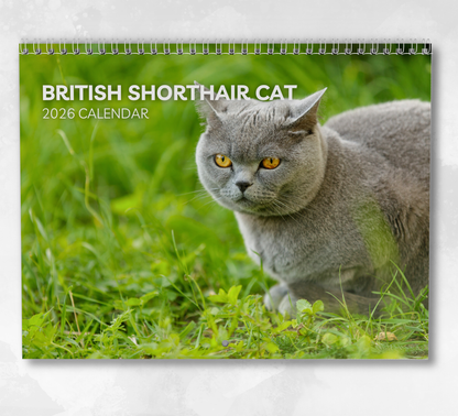 British Shorthair Cat Calendar 2026