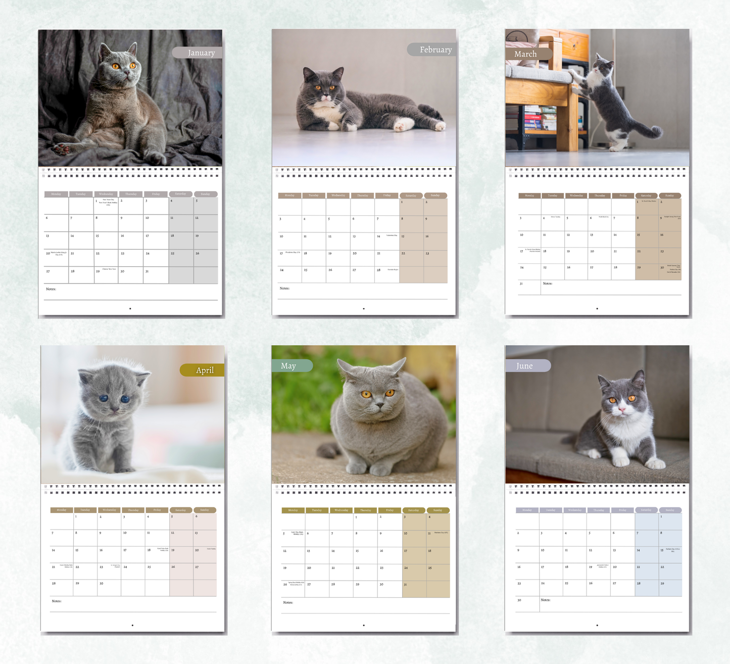 British Shorthair Cat Calendar 2026