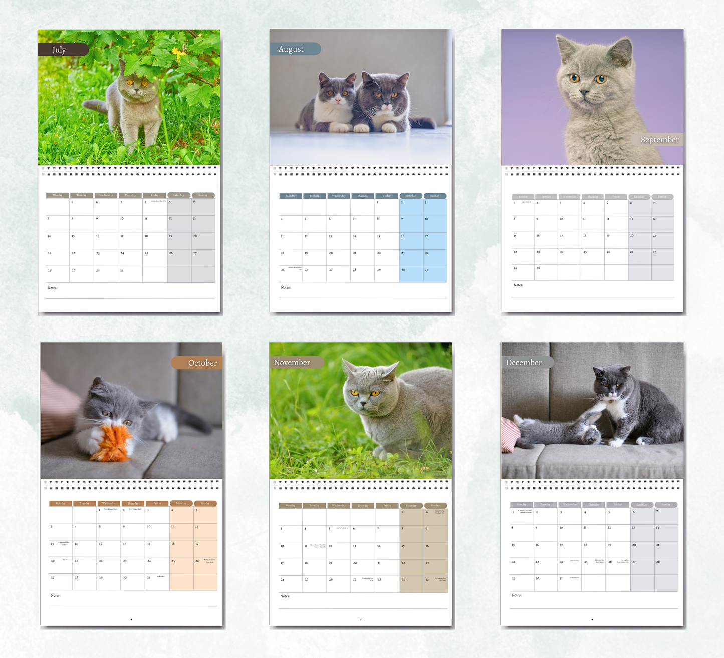 British Shorthair Cat Calendar 2026