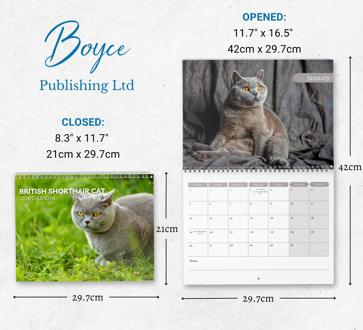 British Shorthair Cat Calendar 2026