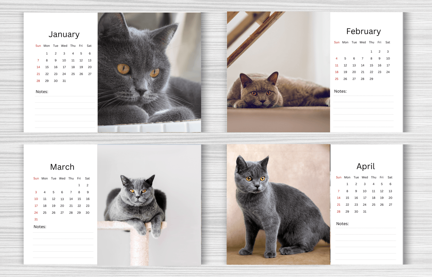 British Shorthair Cat Desk Calendar 2025