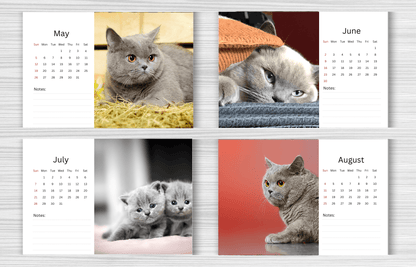 British Shorthair Cat Desk Calendar 2025