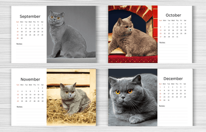 British Shorthair Cat Desk Calendar 2025